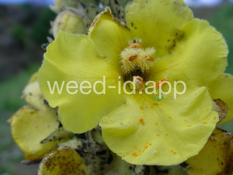 mullein, common